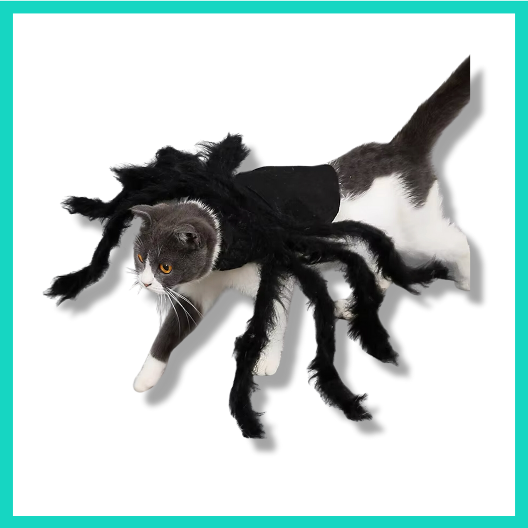 Spinnen Halloween Kostüm für Katzen